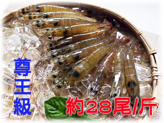 尊王級白蝦