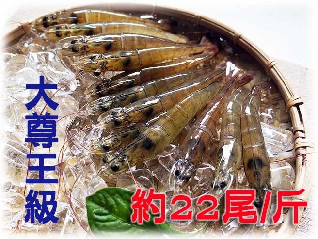 大尊王級白蝦