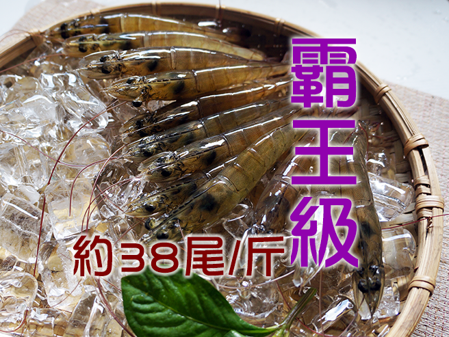 霸王級白蝦