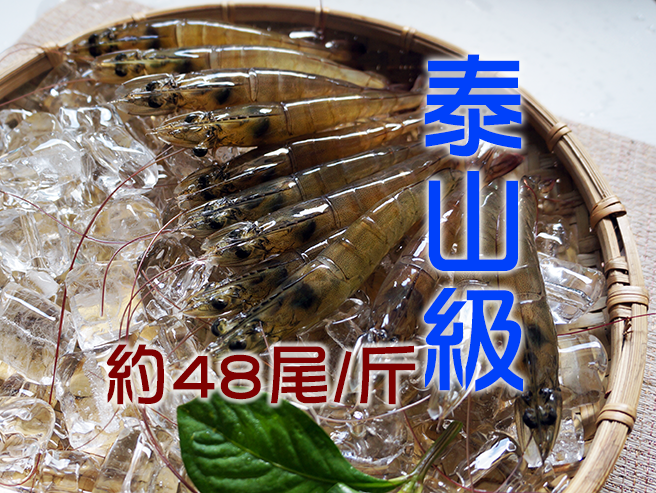 泰山級白蝦