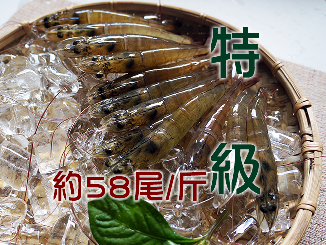 特級白蝦
