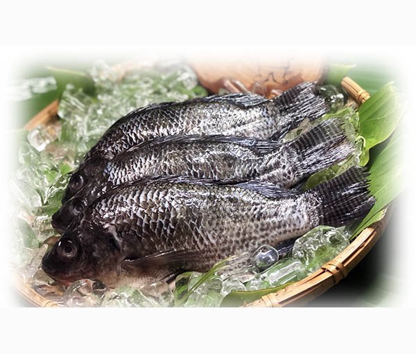 鹹水吳郭魚